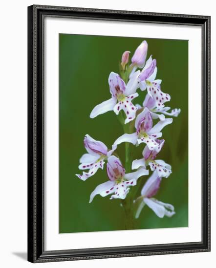 Close-up of Small Round-Leafed Orchis Orchids in Springtime, Upper Peninsula, Michigan, USA-Mark Carlson-Framed Photographic Print