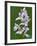 Close-up of Small Round-Leafed Orchis Orchids in Springtime, Upper Peninsula, Michigan, USA-Mark Carlson-Framed Photographic Print