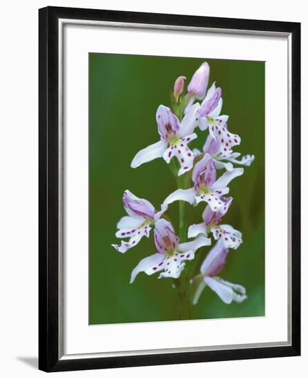 Close-up of Small Round-Leafed Orchis Orchids in Springtime, Upper Peninsula, Michigan, USA-Mark Carlson-Framed Photographic Print