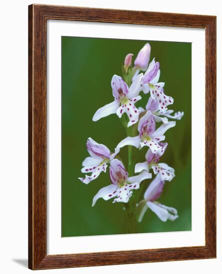 Close-up of Small Round-Leafed Orchis Orchids in Springtime, Upper Peninsula, Michigan, USA-Mark Carlson-Framed Photographic Print