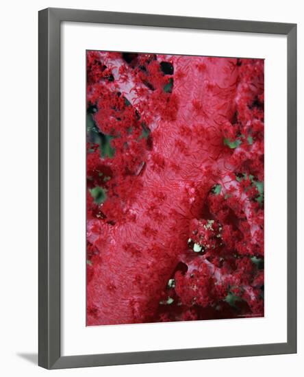 Close-up of Soft Coral, off Sharm El-Sheikh, Sinai, Red Sea, Egypt, North Africa, Africa-Upperhall Ltd-Framed Photographic Print