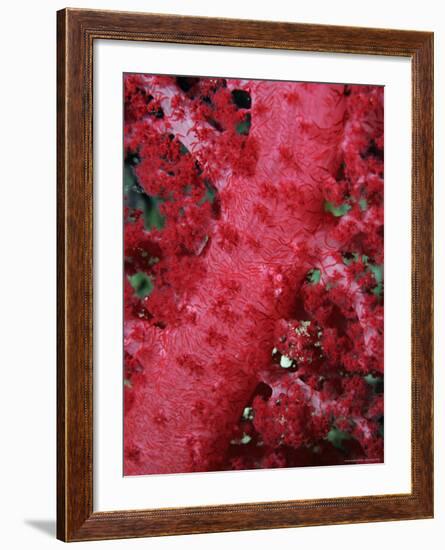Close-up of Soft Coral, off Sharm El-Sheikh, Sinai, Red Sea, Egypt, North Africa, Africa-Upperhall Ltd-Framed Photographic Print