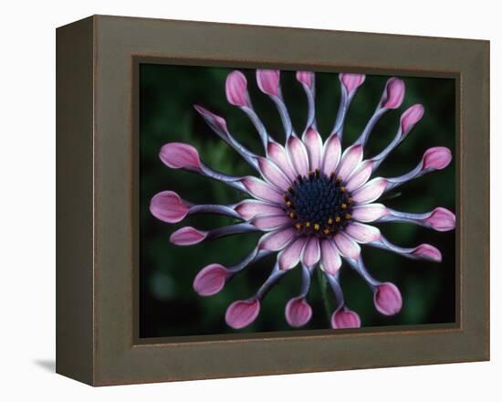 Close-up of Spoon Daisy or Nasinga Purple Flower, Maui, Hawaii, USA-Nancy & Steve Ross-Framed Premier Image Canvas