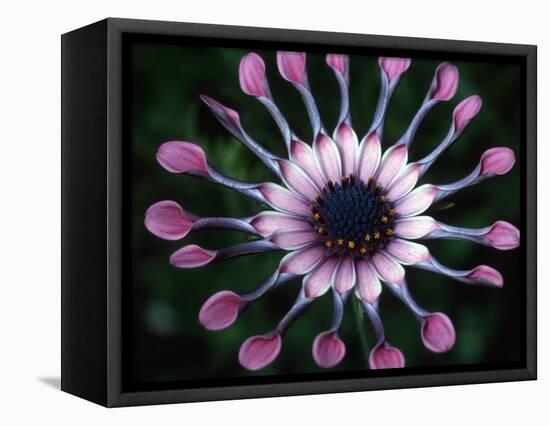 Close-up of Spoon Daisy or Nasinga Purple Flower, Maui, Hawaii, USA-Nancy & Steve Ross-Framed Premier Image Canvas