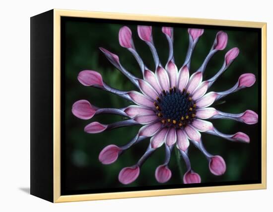 Close-up of Spoon Daisy or Nasinga Purple Flower, Maui, Hawaii, USA-Nancy & Steve Ross-Framed Premier Image Canvas