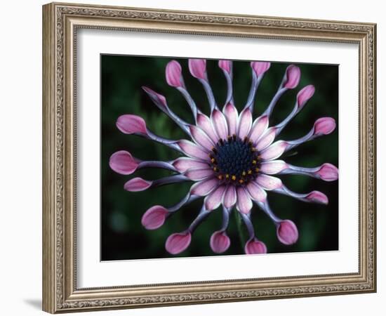 Close-up of Spoon Daisy or Nasinga Purple Flower, Maui, Hawaii, USA-Nancy & Steve Ross-Framed Photographic Print