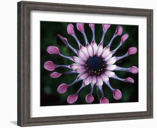 Close-up of Spoon Daisy or Nasinga Purple Flower, Maui, Hawaii, USA-Nancy & Steve Ross-Framed Photographic Print