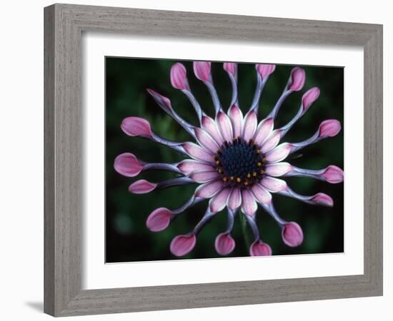 Close-up of Spoon Daisy or Nasinga Purple Flower, Maui, Hawaii, USA-Nancy & Steve Ross-Framed Photographic Print