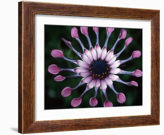 Close-up of Spoon Daisy or Nasinga Purple Flower, Maui, Hawaii, USA-Nancy & Steve Ross-Framed Photographic Print