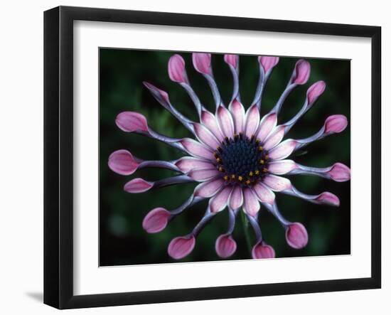 Close-up of Spoon Daisy or Nasinga Purple Flower, Maui, Hawaii, USA-Nancy & Steve Ross-Framed Photographic Print