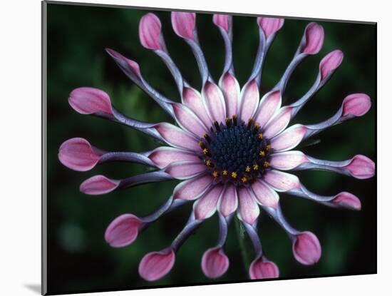 Close-up of Spoon Daisy or Nasinga Purple Flower, Maui, Hawaii, USA-Nancy & Steve Ross-Mounted Photographic Print