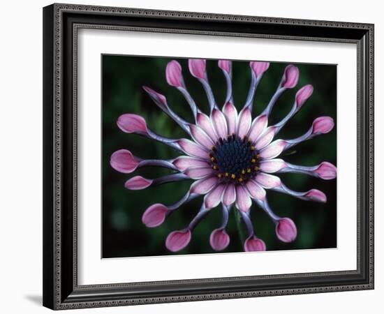 Close-up of Spoon Daisy or Nasinga Purple Flower, Maui, Hawaii, USA-Nancy & Steve Ross-Framed Photographic Print