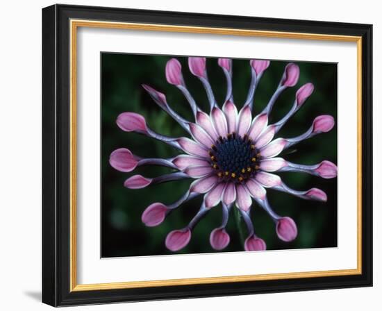 Close-up of Spoon Daisy or Nasinga Purple Flower, Maui, Hawaii, USA-Nancy & Steve Ross-Framed Photographic Print