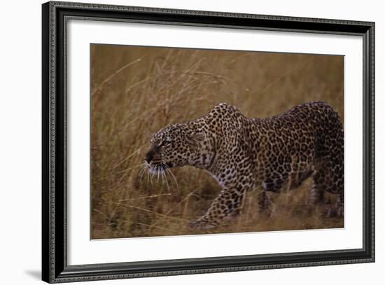 Close-Up of Stalking Leopard-null-Framed Photographic Print