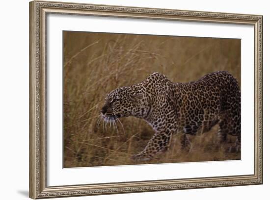 Close-Up of Stalking Leopard-null-Framed Photographic Print