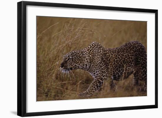 Close-Up of Stalking Leopard-null-Framed Photographic Print