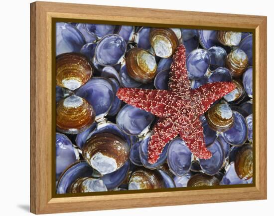 Close-Up of Starfish and Clam Shells, Hood Canal, Seabeck, Washington, USA-Don Paulson-Framed Premier Image Canvas