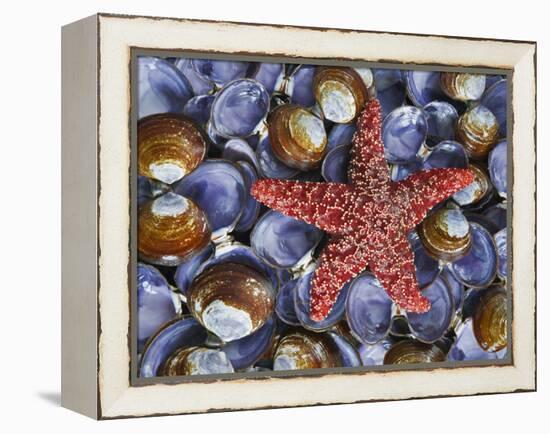 Close-Up of Starfish and Clam Shells, Hood Canal, Seabeck, Washington, USA-Don Paulson-Framed Premier Image Canvas