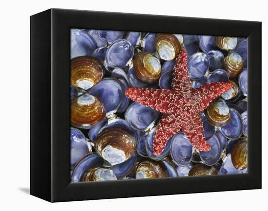 Close-Up of Starfish and Clam Shells, Hood Canal, Seabeck, Washington, USA-Don Paulson-Framed Premier Image Canvas