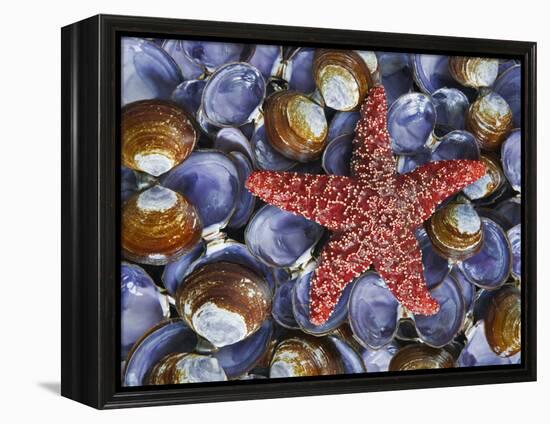 Close-Up of Starfish and Clam Shells, Hood Canal, Seabeck, Washington, USA-Don Paulson-Framed Premier Image Canvas