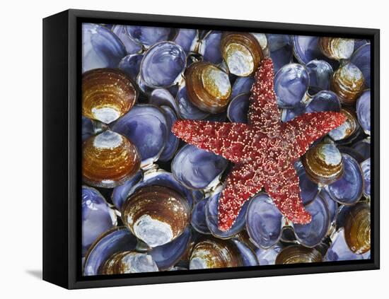 Close-Up of Starfish and Clam Shells, Hood Canal, Seabeck, Washington, USA-Don Paulson-Framed Premier Image Canvas