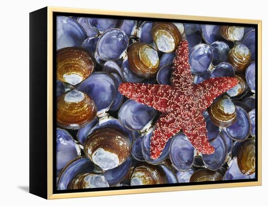 Close-Up of Starfish and Clam Shells, Hood Canal, Seabeck, Washington, USA-Don Paulson-Framed Premier Image Canvas