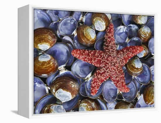 Close-Up of Starfish and Clam Shells, Hood Canal, Seabeck, Washington, USA-Don Paulson-Framed Premier Image Canvas