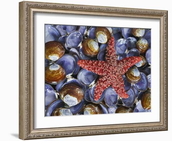 Close-Up of Starfish and Clam Shells, Hood Canal, Seabeck, Washington, USA-Don Paulson-Framed Photographic Print