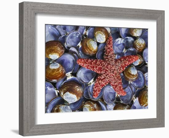 Close-Up of Starfish and Clam Shells, Hood Canal, Seabeck, Washington, USA-Don Paulson-Framed Photographic Print