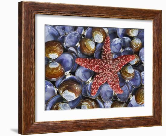 Close-Up of Starfish and Clam Shells, Hood Canal, Seabeck, Washington, USA-Don Paulson-Framed Photographic Print