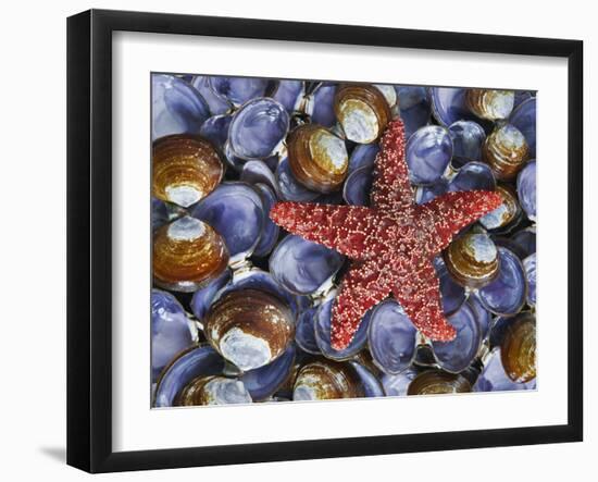 Close-Up of Starfish and Clam Shells, Hood Canal, Seabeck, Washington, USA-Don Paulson-Framed Photographic Print