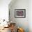 Close-Up of Starfish and Clam Shells, Hood Canal, Seabeck, Washington, USA-Don Paulson-Framed Photographic Print displayed on a wall