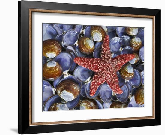 Close-Up of Starfish and Clam Shells, Hood Canal, Seabeck, Washington, USA-Don Paulson-Framed Photographic Print