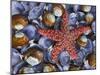 Close-Up of Starfish and Clam Shells, Hood Canal, Seabeck, Washington, USA-Don Paulson-Mounted Photographic Print