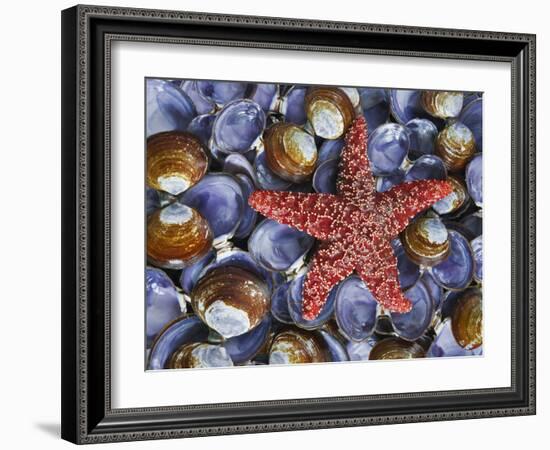 Close-Up of Starfish and Clam Shells, Hood Canal, Seabeck, Washington, USA-Don Paulson-Framed Photographic Print