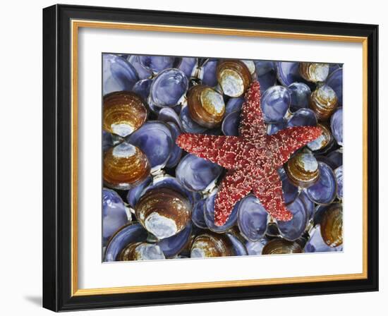 Close-Up of Starfish and Clam Shells, Hood Canal, Seabeck, Washington, USA-Don Paulson-Framed Photographic Print