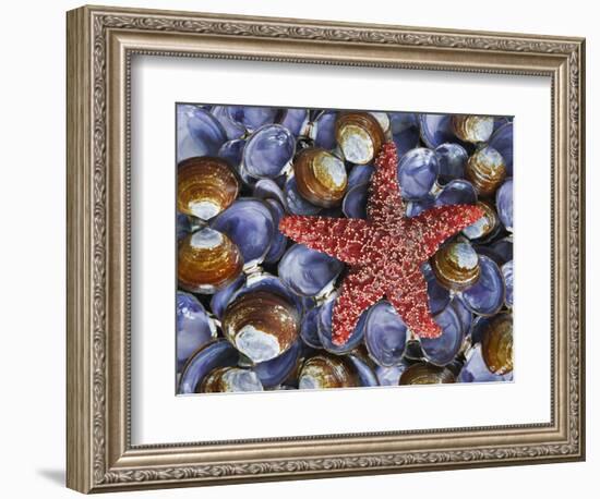 Close-Up of Starfish and Clam Shells, Hood Canal, Seabeck, Washington, USA-Don Paulson-Framed Photographic Print