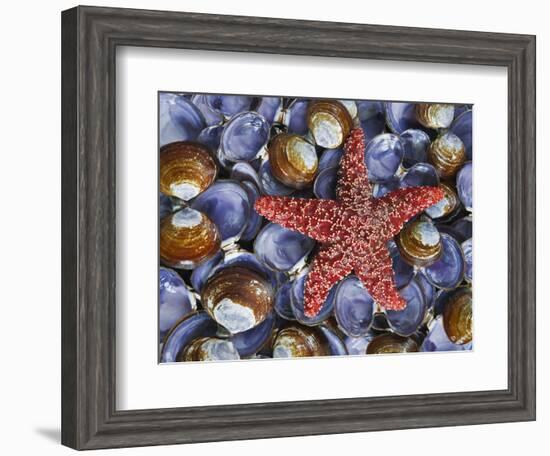 Close-Up of Starfish and Clam Shells, Hood Canal, Seabeck, Washington, USA-Don Paulson-Framed Photographic Print