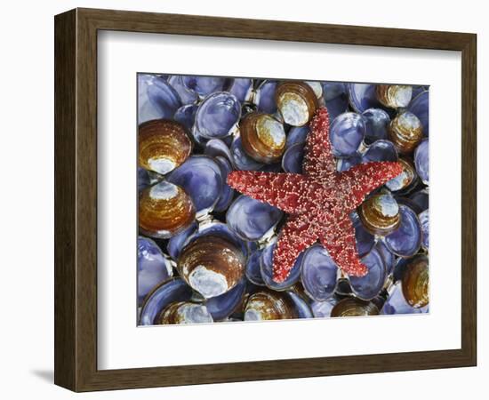 Close-Up of Starfish and Clam Shells, Hood Canal, Seabeck, Washington, USA-Don Paulson-Framed Photographic Print