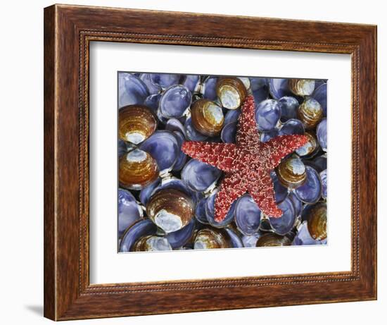 Close-Up of Starfish and Clam Shells, Hood Canal, Seabeck, Washington, USA-Don Paulson-Framed Photographic Print