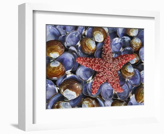 Close-Up of Starfish and Clam Shells, Hood Canal, Seabeck, Washington, USA-Don Paulson-Framed Photographic Print