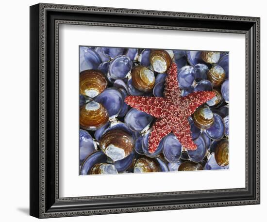 Close-Up of Starfish and Clam Shells, Hood Canal, Seabeck, Washington, USA-Don Paulson-Framed Photographic Print