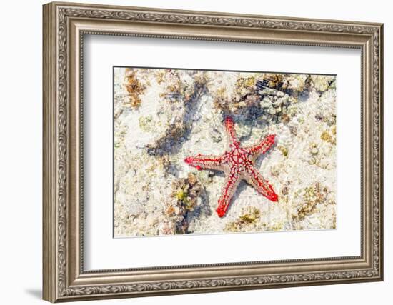 Close up of starfish on coral reef, Zanzibar, Tanzania-Roberto Moiola-Framed Photographic Print