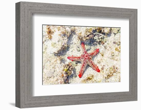 Close up of starfish on coral reef, Zanzibar, Tanzania-Roberto Moiola-Framed Photographic Print