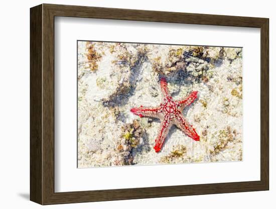 Close up of starfish on coral reef, Zanzibar, Tanzania-Roberto Moiola-Framed Photographic Print