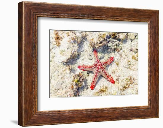 Close up of starfish on coral reef, Zanzibar, Tanzania-Roberto Moiola-Framed Photographic Print