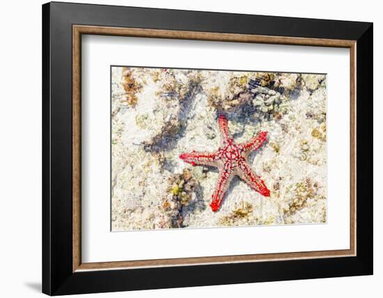 Close up of starfish on coral reef, Zanzibar, Tanzania-Roberto Moiola-Framed Photographic Print