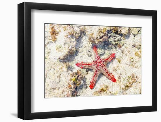 Close up of starfish on coral reef, Zanzibar, Tanzania-Roberto Moiola-Framed Photographic Print