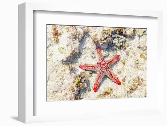 Close up of starfish on coral reef, Zanzibar, Tanzania-Roberto Moiola-Framed Photographic Print