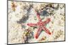 Close up of starfish on coral reef, Zanzibar, Tanzania-Roberto Moiola-Mounted Photographic Print